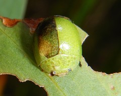 Paropsis rufitarsis