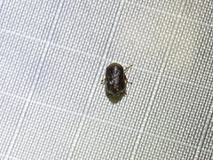 Clastoptera xanthocephala