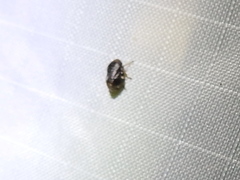 Clastoptera xanthocephala