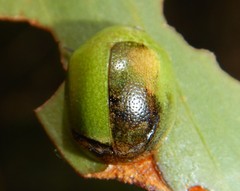 Paropsis rufitarsis