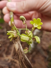 Dendrobium gracilicaule
