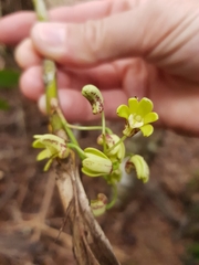 Dendrobium gracilicaule