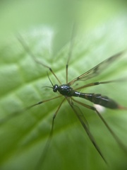 Ptychoptera contaminata