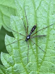 Ptychoptera contaminata