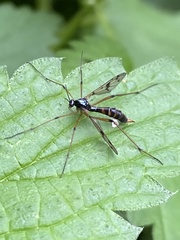 Ptychoptera contaminata