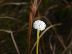 Eriocaulon australe