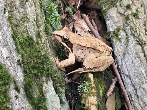 Wood Frog, photo 9 of 9