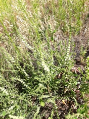 Salsola