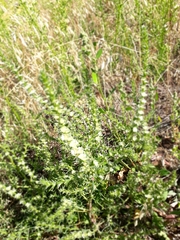 Salsola