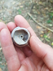 Thersites mitchellae