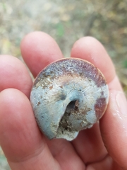 Thersites mitchellae