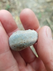 Thersites mitchellae