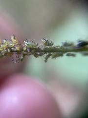 Impatientinum asiaticum