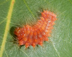 Barasa cymatistis