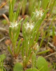 Blennospora drummondii