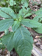 Impatientinum asiaticum
