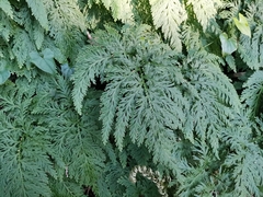 Selaginella moellendorffii