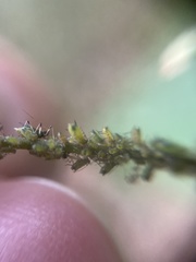 Impatientinum asiaticum