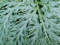 Selaginella moellendorffii