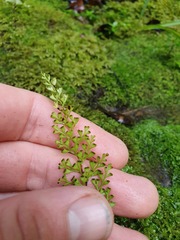 Lindsaea viridis
