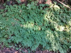 Selaginella moellendorffii