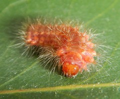 Barasa cymatistis