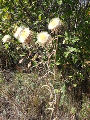 Carlina biebersteinii