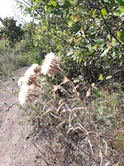 Carlina biebersteinii