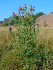 Cirsium vulgare