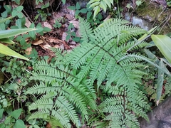 Athyrium vidalii
