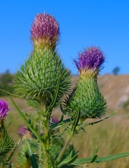 Cirsium vulgare