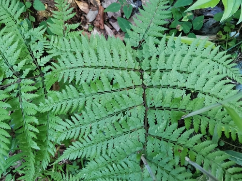 Image of Athyrium vidalii by (c) harum.koh, some rights reserved (CC BY-SA)