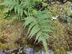 Athyrium niponicum