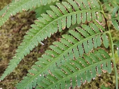 Athyrium niponicum