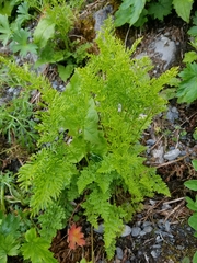 Cryptogramma sitchensis
