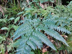 Arachniodes nipponica