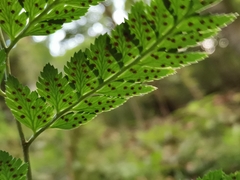 Arachniodes nipponica