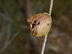 Austromantis albomarginata