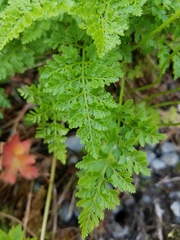 Cryptogramma sitchensis