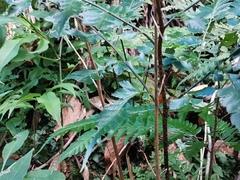 Arachniodes nipponica