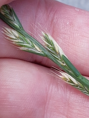 Lolium multiflorum × perenne
