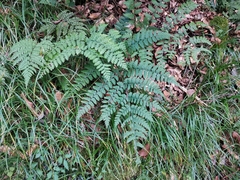 Diplazium squamigerum