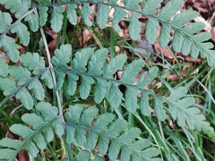 Diplazium squamigerum
