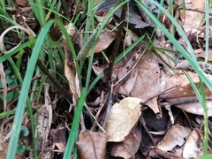 Diplazium squamigerum