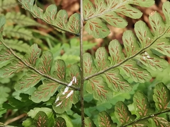 Diplazium squamigerum