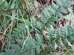 Diplazium squamigerum