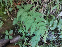 Dryopteris lacera