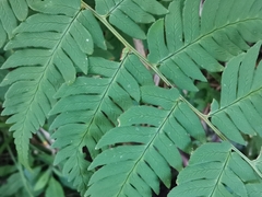 Dryopteris lacera