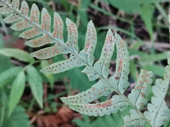 Dryopteris lacera
