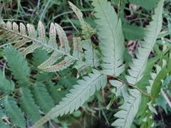 Dryopteris lacera